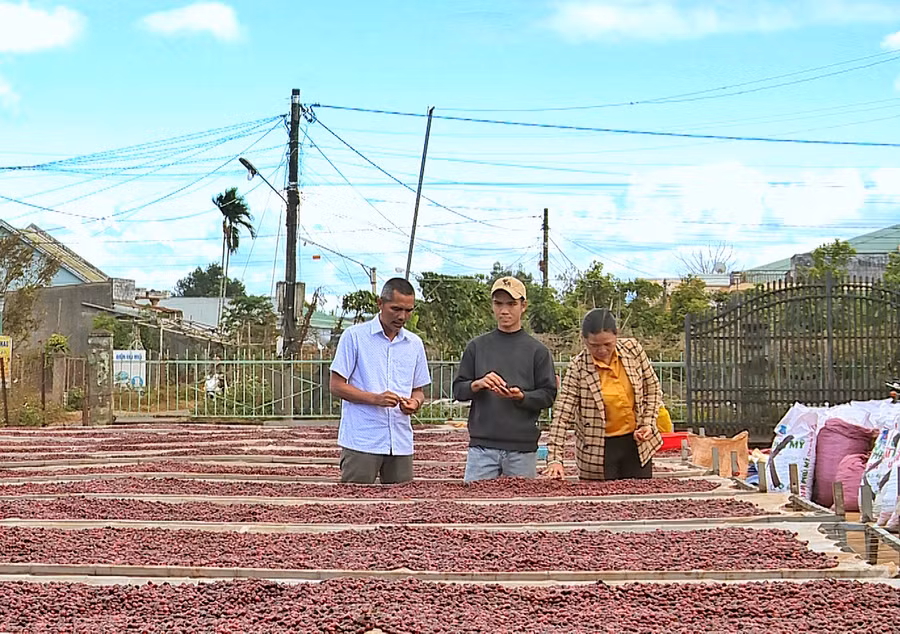  Cà phê được lựa hái khi chín đỏ và phơi trên giàn là một trong những tiêu chí đạt thang điểm trên 80 và được công nhận là cà phê đặc sản. Ảnh: Minh Châu