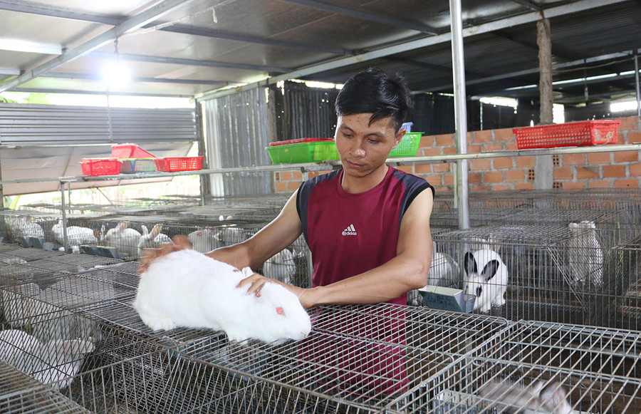  Mỗi năm, gia đình anh Trương Công Quân (xã Nam Yang, huyện Đak Đoa) thu hơn 80 triệu đồng từ trại thỏ. Ảnh: Quang Tấn
