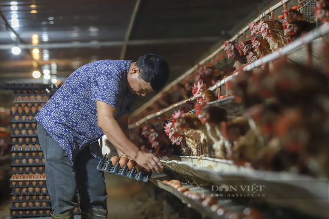  Để phòng chống dịch cúm gia cầm A/H5N8, Bộ NNPTNT khuyến cáo người dân áp dụng các biện pháp chăn nuôi an toàn sinh học. (Ảnh: Nguyễn Chương).