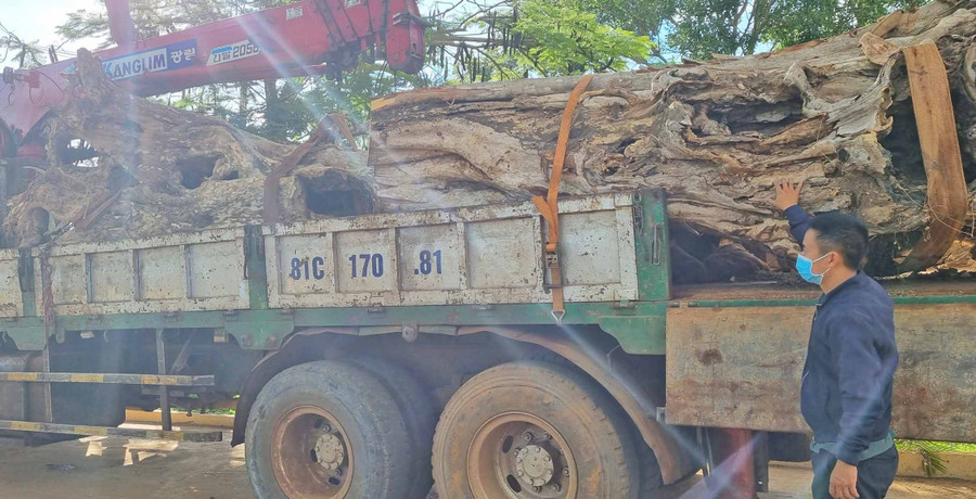 Xe ô tô và 2 gốc cây bằng lăng cổ thụ đang bị tạm giữ. Ảnh: Hà Phương