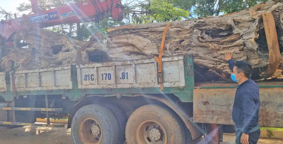 Xe ô tô và 2 gốc cây bằng lăng cổ thụ đang bị tạm giữ. Ảnh: Hà Phương