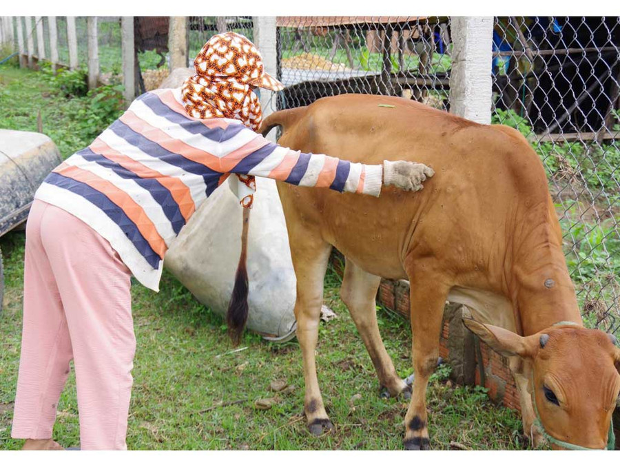 Một con bò ở Kon Tum bị viêm da nổi cục đã được chữa khỏi - Ảnh: ĐỨC NHẬT Một con bò ở Kon Tum bị viêm da nổi cục đã được chữa khỏi - Ảnh: ĐỨC NHẬT