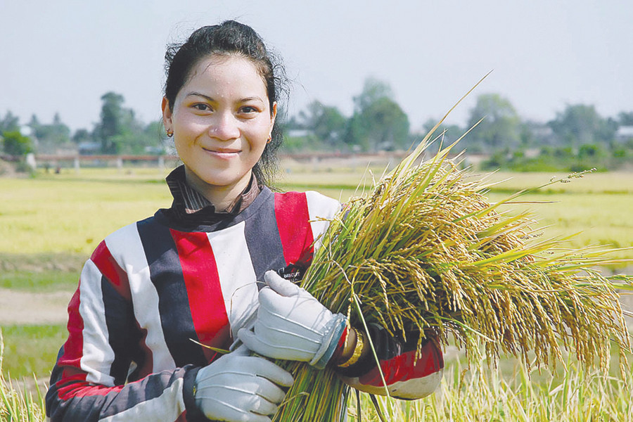 Huyện Phú Thiện triển khai 1.200 ha cánh đồng mẫu lớn tại tất cả các xã, thị trấn. Ảnh: Đức Thụy Ảnh: Đức Thụy