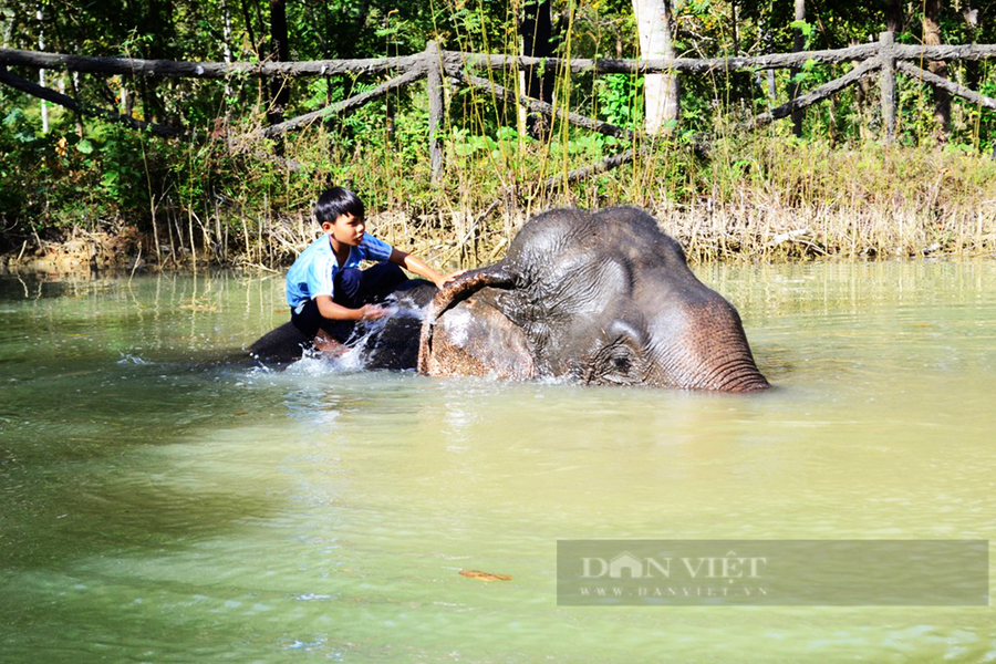 Đã từ lâu voi trở thành con vật thân thiết với đồng bào M'Nông (trong ảnh: Một cậu bé người M'Nông đưa voi đi tắm suối). Ảnh Duy Hậu.