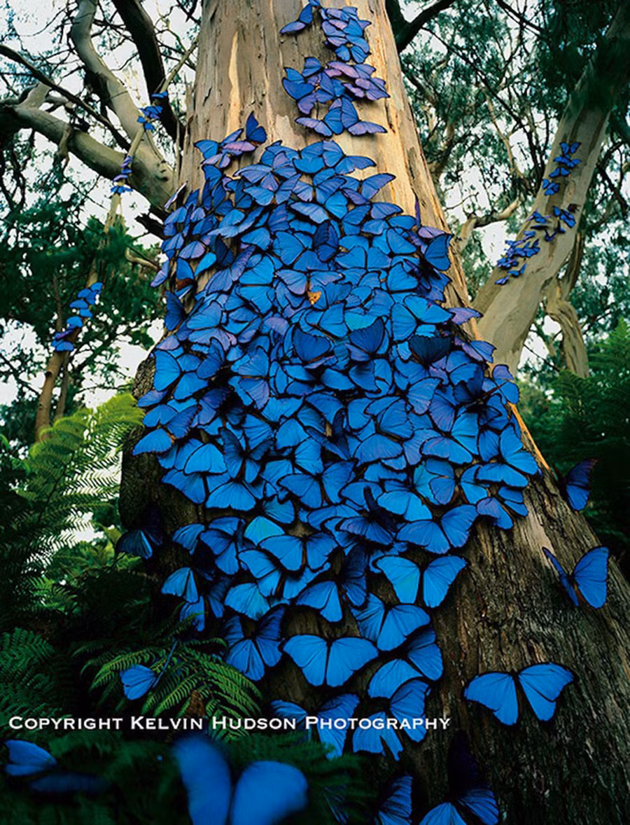  Nhiếp ảnh gia Kelvin Hudson đã bắt gặp một cảnh tượng kỳ diệu tưởng như trong truyện cổ tích. Khi ở trong rừng, anh chụp được hình ảnh một cái cây lớn được che phủ bởi một đám bươm bướm màu xanh lam tuyệt đẹp. Phần lớn các con bướm có đôi cánh rực rỡ này tụ tập quanh thân cây trong khi một vài con bướm khác tản ra thành từng nhóm nhỏ trên các cành cây xung quanh. Ảnh: Kelvin Hudson.