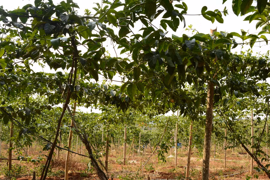 Vườn chanh dây của ông Đỗ Văn Thủy (tổ 8, thị trấn Kon Dơng, huyện Mang Yang đã sang tháng thứ 6 nhưng rất khó để tìm thấy quả. Ảnh: M.T