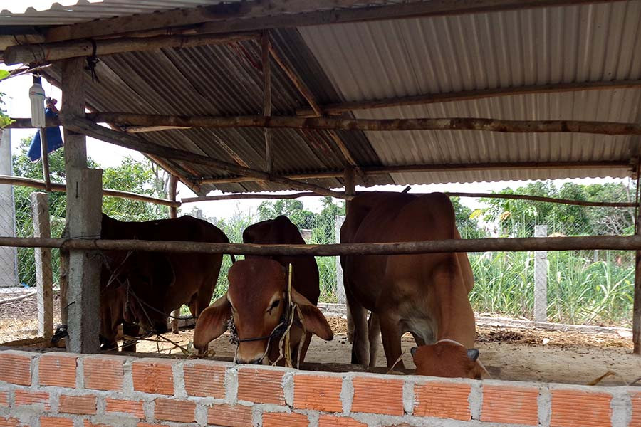 Bò lai con sinh ra có thể trạng to, khỏe và lớn nhanh hơn bò địa phương. Ảnh: Q.T Bò lai con sinh ra có thể trạng to, khỏe và lớn nhanh hơn bò địa phương. Ảnh: Q.T