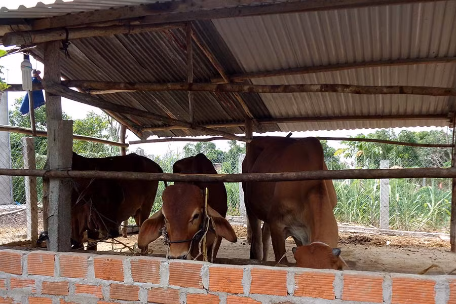  Bò lai con sinh ra có thể trạng to, khỏe và lớn nhanh hơn bò địa phương. Ảnh: Q.T