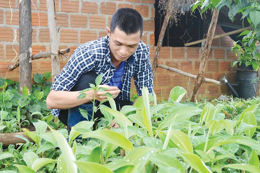 Thiều Trung Thành chăm sóc cho vườn giống chuối mốc cấy mô. Ảnh: L.H