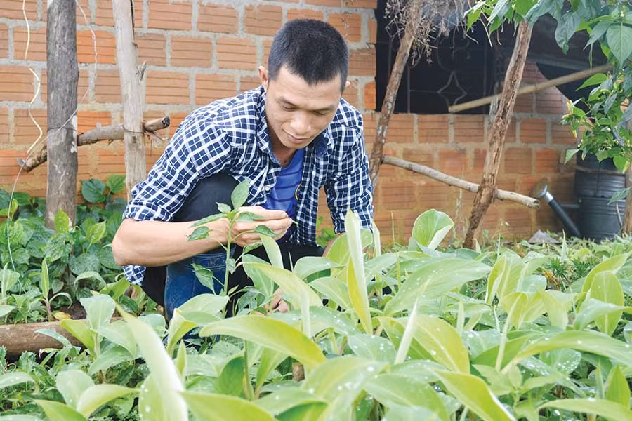 Thiều Trung Thành chăm sóc cho vườn giống chuối mốc cấy mô. Ảnh: L.H