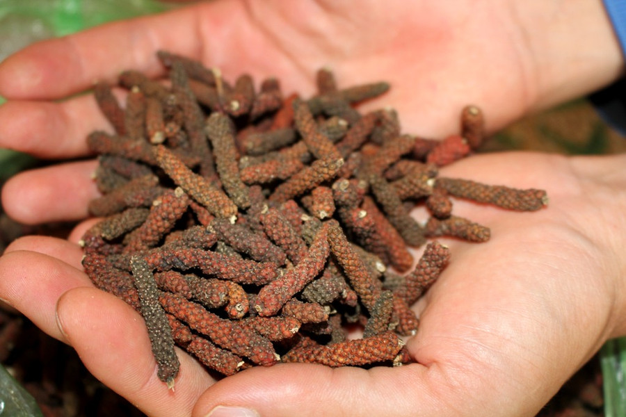 Sản phẩm tiêu lốt sau khi phơi khô. Ảnh: Q.T