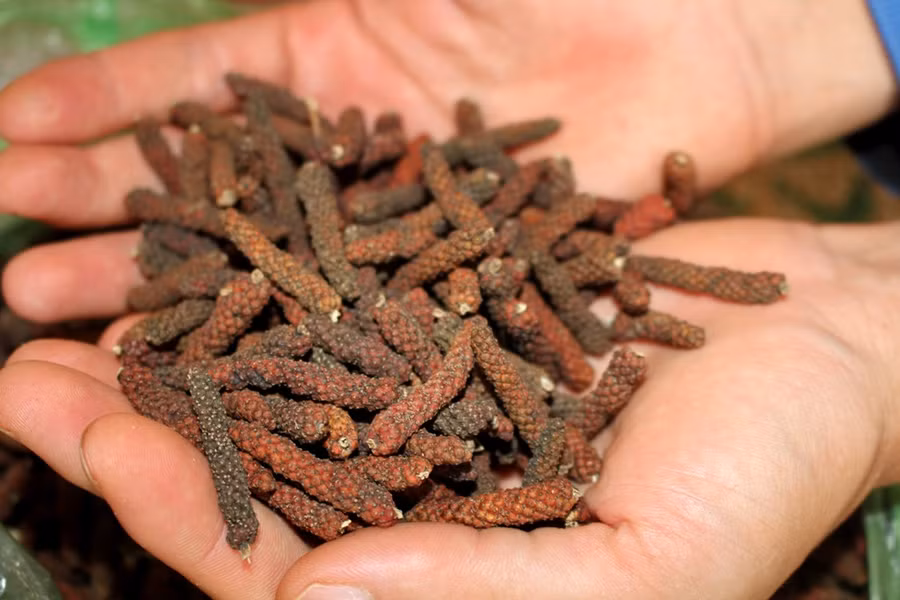 Sản phẩm tiêu lốt sau khi phơi khô. Ảnh: Q.T Sản phẩm tiêu lốt sau khi phơi khô. Ảnh: Q.T