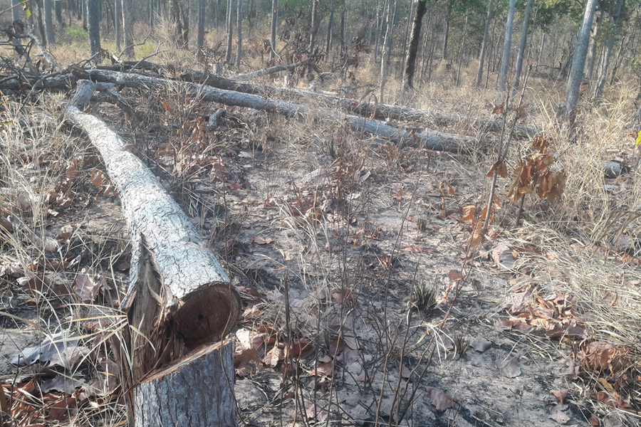 Một vụ phá rừng ở huyện Chư Prông. Ảnh: Q.T