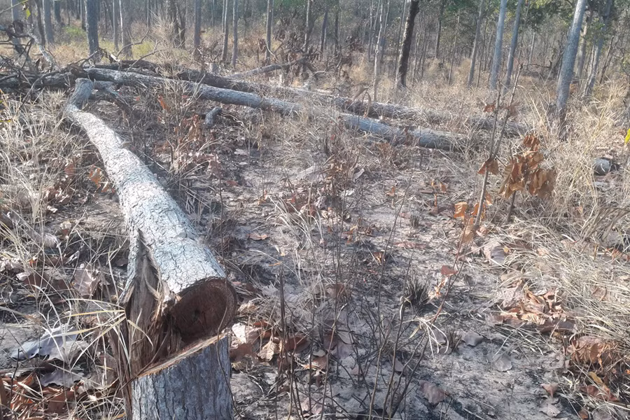 Một vụ phá rừng ở huyện Chư Prông. Ảnh: Q.T Một vụ phá rừng ở huyện Chư Prông. Ảnh: Q.T