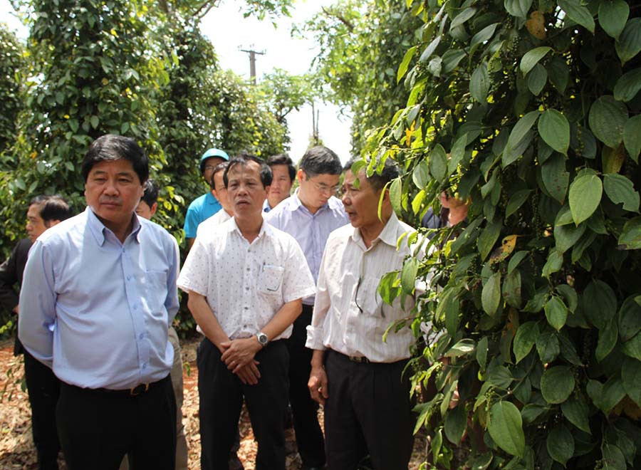  Theo Thứ trưởng Bộ Nông nghiệp và PTNT Lê Quốc Doanh, tiêu chết một phần là do người dân chăm bón chưa đúng quy trình kỹ thuật. Ảnh: M.N