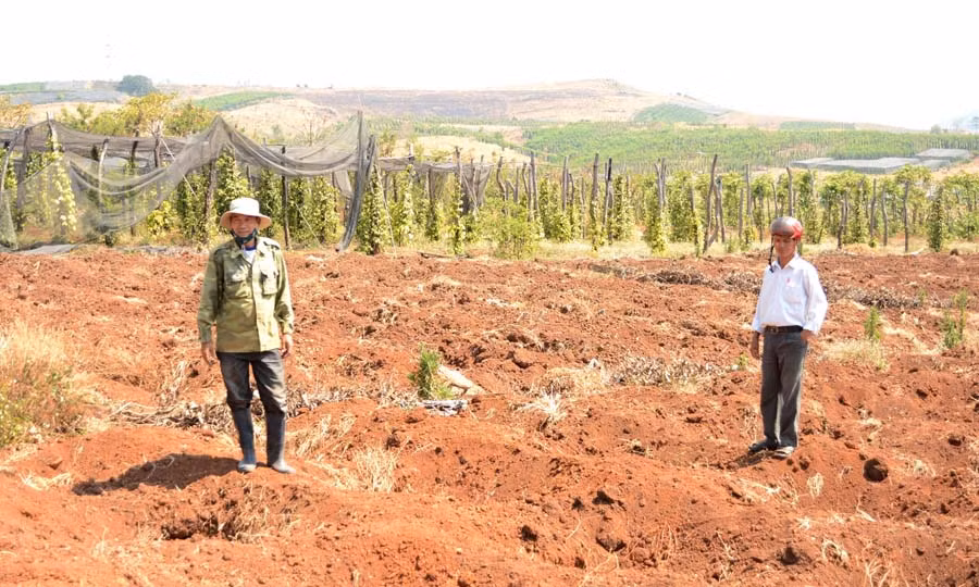  Ông Lê Ngọc Dũng (thôn Phú Bình, xã Ia Le, huyện Chư Pưh) thuê người đào hố trồng lại tiêu ngay trên mảnh đất vừa có tiêu chết. Ảnh: M.N