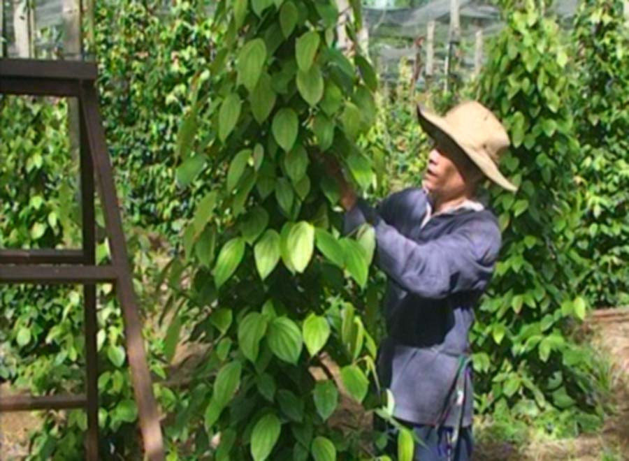 Từ nguồn vốn vay, gia đình anh Huỳnh Đức Tâm đã nhân rộng được 1.400 trụ tiêu. Ảnh: Trần Dung