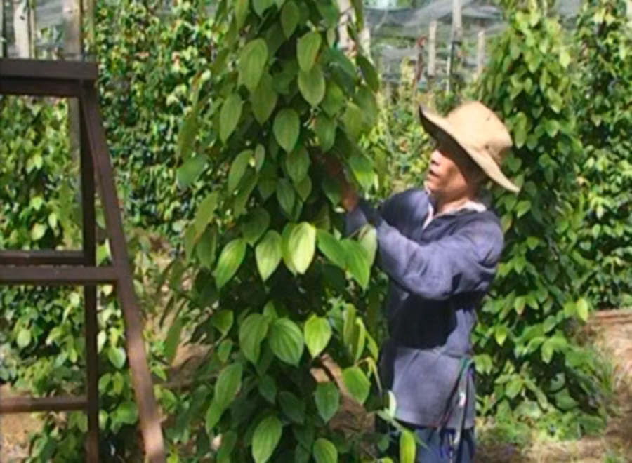 Từ nguồn vốn vay, gia đình anh Huỳnh Đức Tâm đã nhân rộng được 1.400 trụ tiêu. Ảnh: Trần Dung