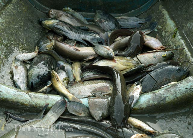 Cá được bỏ lên xuồng để chở vào nhà