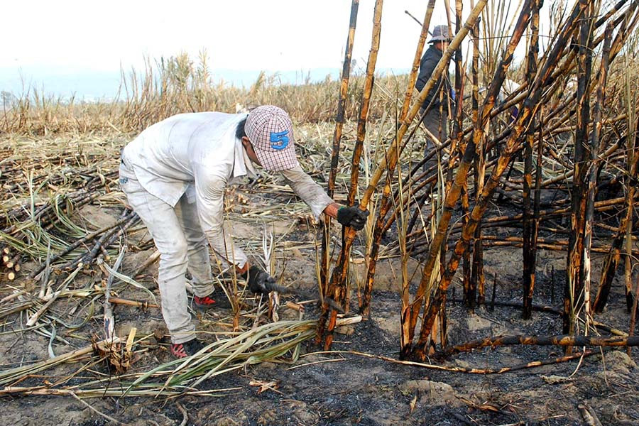Ưu tiên thu mua mía cháy cho bà con nhằm giảm bớt thiệt hại. Ảnh: Q.T