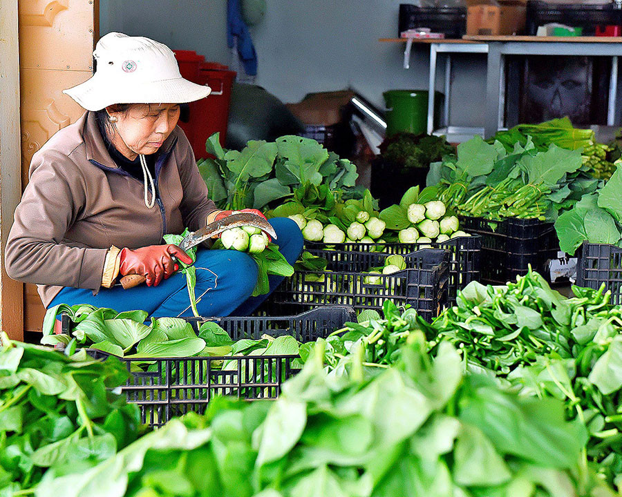  Cung cấp rau sạch ra thị trường. Ảnh: Đức Thụy
