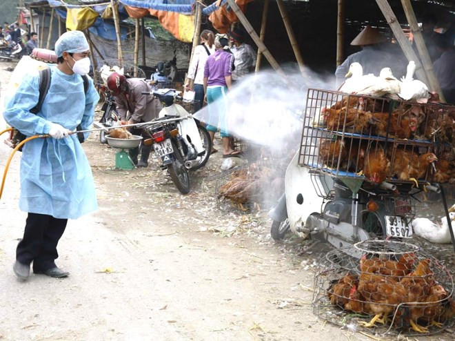Phun thuốc khử trùng tiêu độc khu vực buôn bán gia cầm. Phun thuốc khử trùng tiêu độc khu vực buôn bán gia cầm.