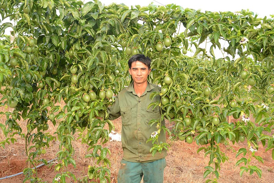 Anh Vũ Văn Nam hồ hởi khoe vườn chanh dây trĩu quả tại thôn 3, xã Hải Yang huyện Đak Đoa. Ảnh: M.T  Anh Vũ Văn Nam hồ hởi khoe vườn chanh dây trĩu quả tại thôn 3, xã Hải Yang huyện Đak Đoa. Ảnh: M.T