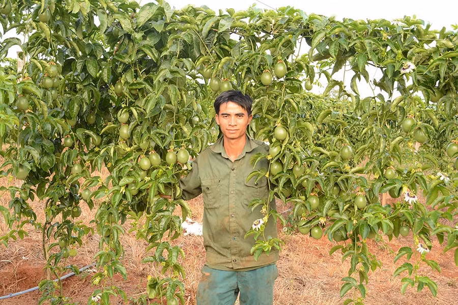 Anh Vũ Văn Nam hồ hởi khoe vườn chanh dây trĩu quả tại thôn 3, xã Hải Yang huyện Đak Đoa. Ảnh: M.T