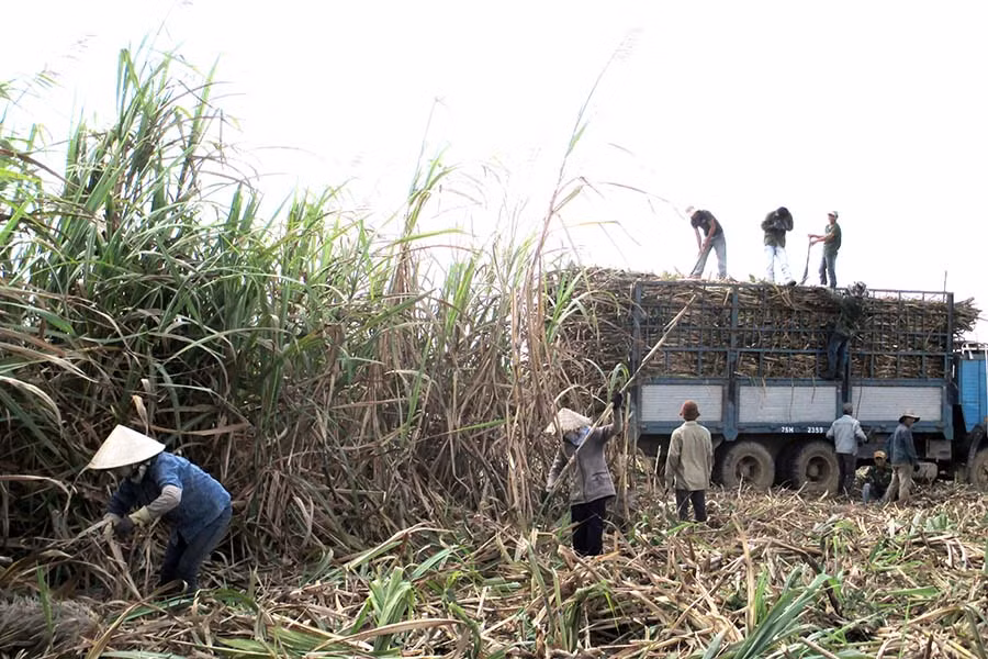 Cần đẩy nhanh tiến độ thu hoạch mía để đề phòng cháy mía có thể xảy ra. Ảnh: Q.T