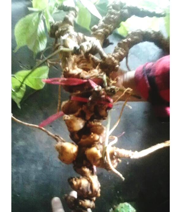  Một cây sâm Ngọc Linh trăm tuổi.