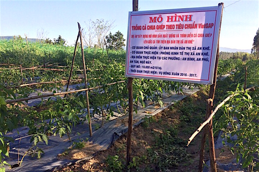 Sau hiệu quả rõ rệt ở vụ Mùa, mô hình được tiếp tục được thực hiện trong vụ Đông Xuân 2016-2017. Ảnh: Hồng Thi