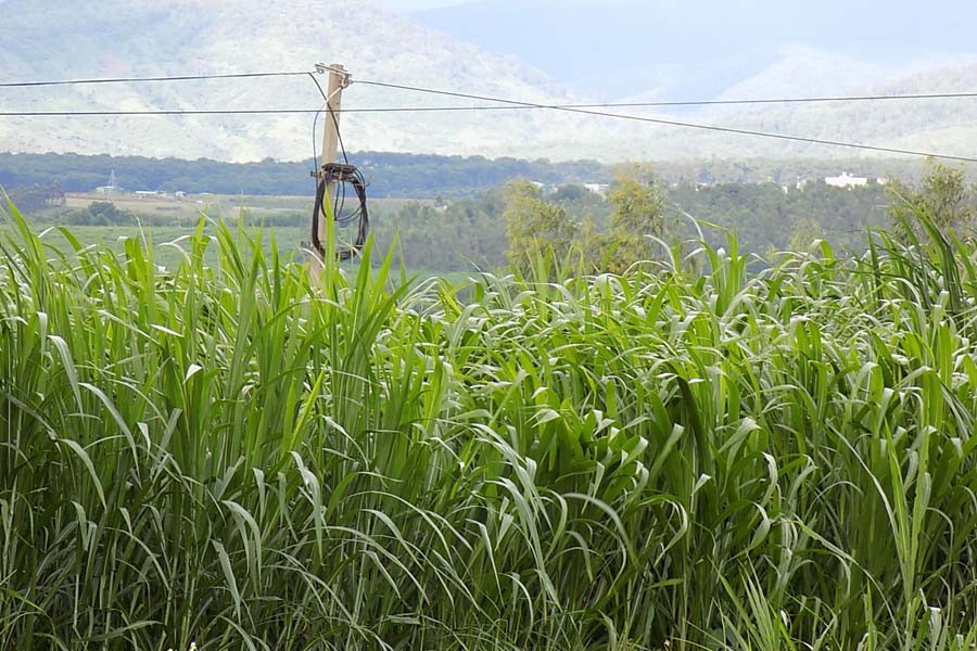 Quỹ đất sử dụng phát triển đồng cỏ tại các doanh nghiệp chăn nuôi. Ảnh: Thanh Nhật Quỹ đất sử dụng phát triển đồng cỏ tại các doanh nghiệp chăn nuôi. Ảnh: Thanh Nhật