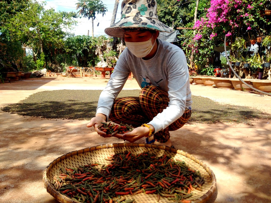 Dù tiêu đã cho thu hoạch nhưng không có thương lái nào đến nhà chị Hài hỏi mua. Ảnh: Q.T Dù tiêu đã cho thu hoạch nhưng không có thương lái nào đến nhà chị Hài hỏi mua. Ảnh: Q.T