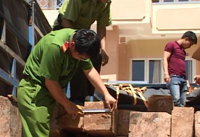 Bắt quả tang ô tô biển số 49C-125.20 chở gỗ lậu Bắt quả tang ô tô biển số 49C-125.20 chở gỗ lậu