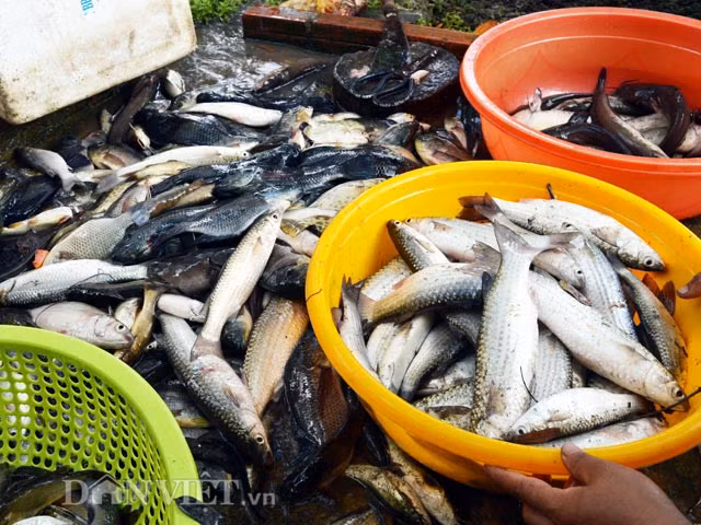 Mỗi đợt thuốc cá nông dân thu trung bình từ 3-5 triệu đồng