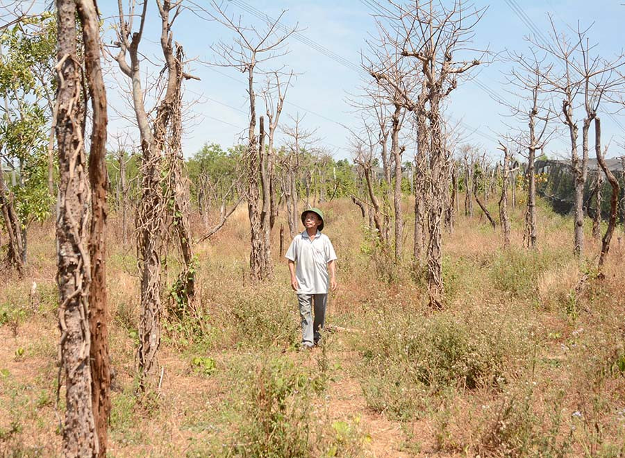 Vườn tiêu của ông Lê Văn Láng (thôn Phú Bình, xã Ia Le, huyện Chư Pưh) bị chết rụi. Ảnh: M.T