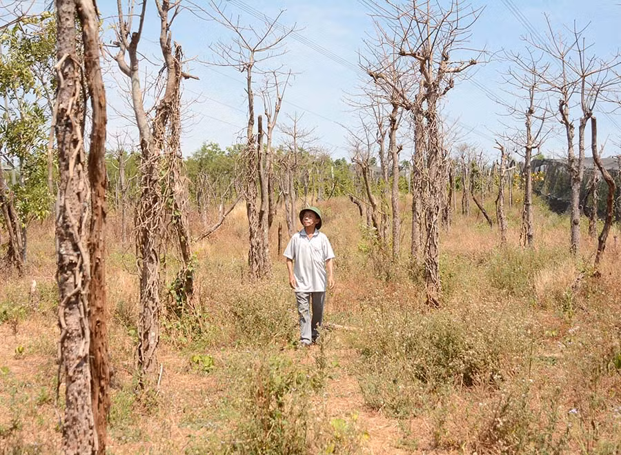 Vườn tiêu của ông Lê Văn Láng (thôn Phú Bình, xã Ia Le, huyện Chư Pưh) bị chết rụi. Ảnh: M.T Vườn tiêu của ông Lê Văn Láng (thôn Phú Bình, xã Ia Le, huyện Chư Pưh) bị chết rụi. Ảnh: M.T