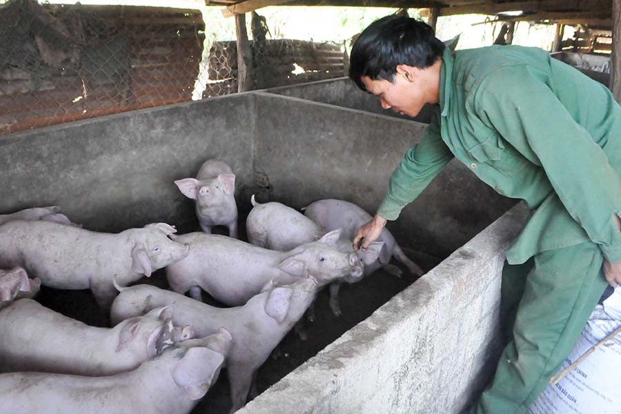  Đàn heo của Cường đang sinh trưởng rất tốt. Ảnh: Mai Ka