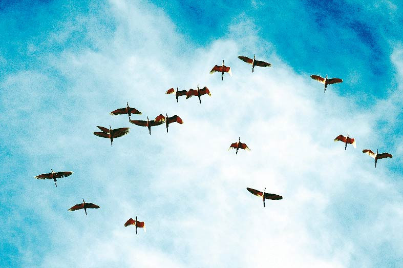 Nhiều loài động vật quý hiếm đang sinh sống tại rừng tràm Trà Sư.