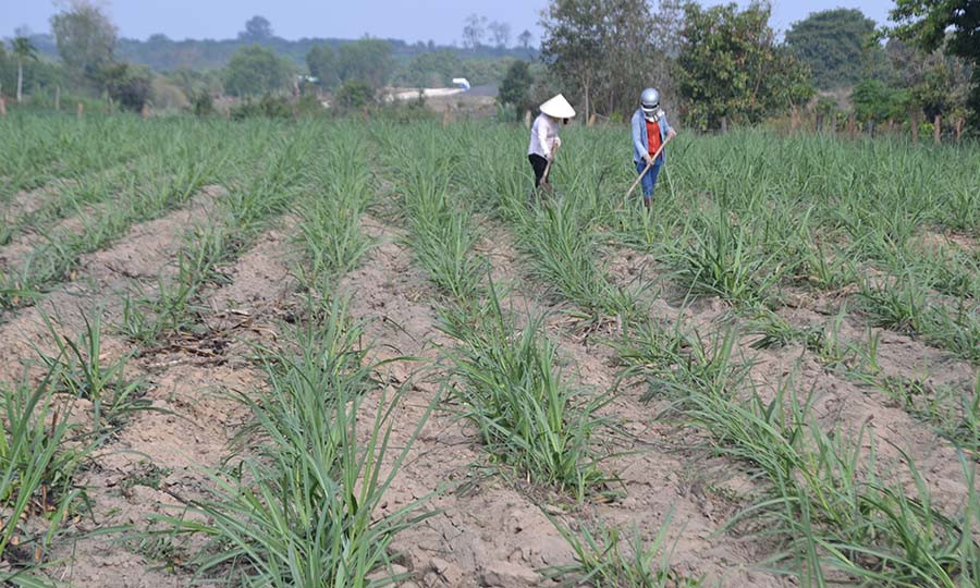 Người dân làm cỏ mía. Ảnh: L.N Người dân làm cỏ mía. Ảnh: L.N