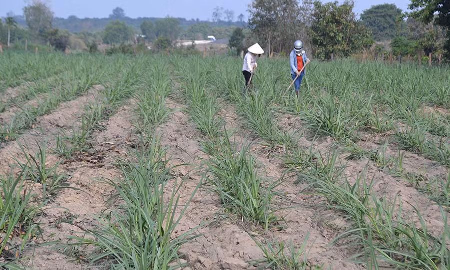  Người dân làm cỏ mía. Ảnh: L.N