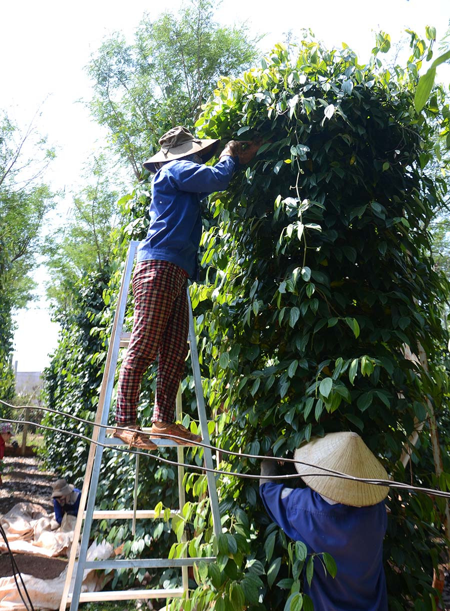  Người dân xã Kdang (huyện Đak Đoa) không còn lo bị mất trộm hồ tiêu mỗi mùa thu hoạch. Ảnh: V.P