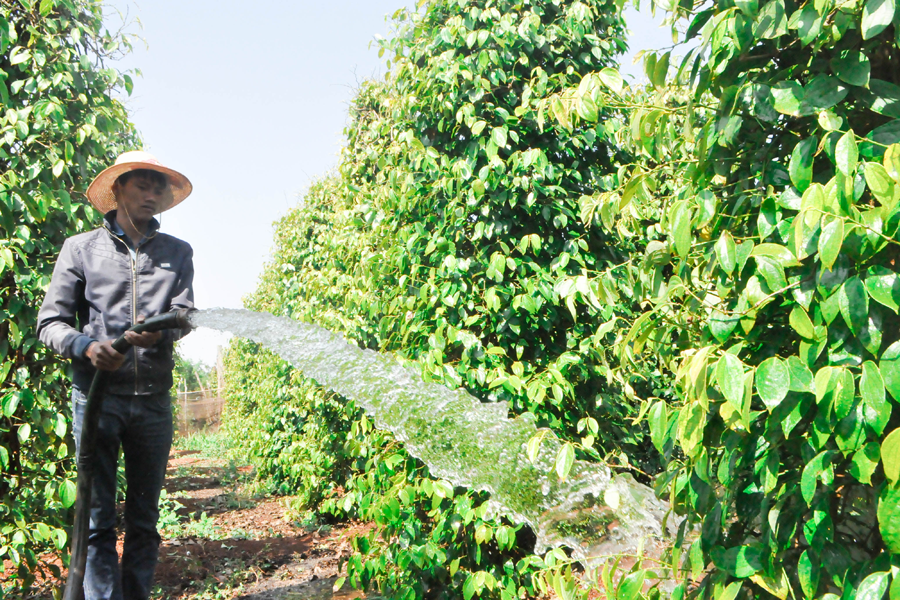 Anh Nguyễn Viết Quyền chăm sóc vườn tiêu của mình. Ảnh: M.K