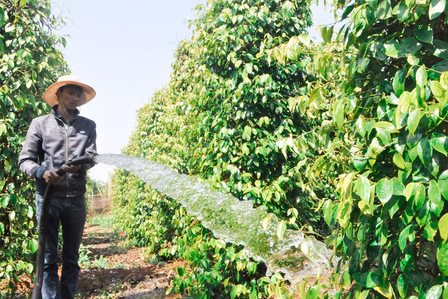 Anh Nguyễn Viết Quyền chăm sóc vườn tiêu của mình. Ảnh: M.K