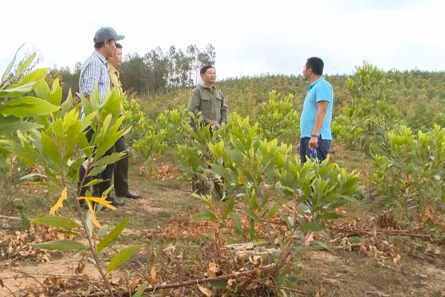 Ban Quản lý Rừng phòng hộ Bắc An Khê để người dân lấn chiếm 1.266,3 ha đất lâm nghiệp. Ảnh: M.N