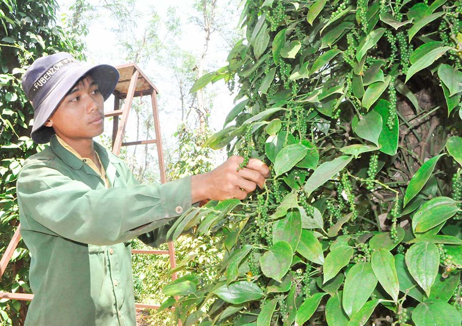 Vườn tiêu của Cường đang trong mùa thu hoạch. Ảnh: Mai Ka