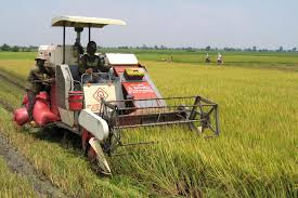 Cánh đồng lúa mẫu lớn xã Ia Tul. Cánh đồng lúa mẫu lớn xã Ia Tul.