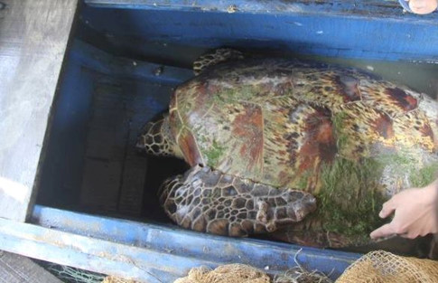  Con rùa màu vàng nặng 45 kg, chiều dài khoảng 1 mét, rộng 50 cm