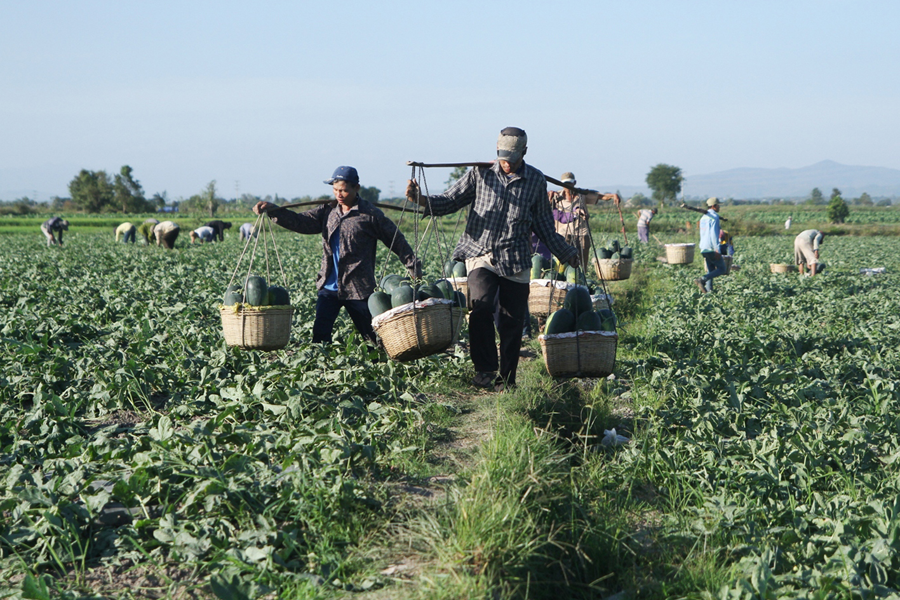  Thu hoạch dưa hấu. Ảnh: V.N