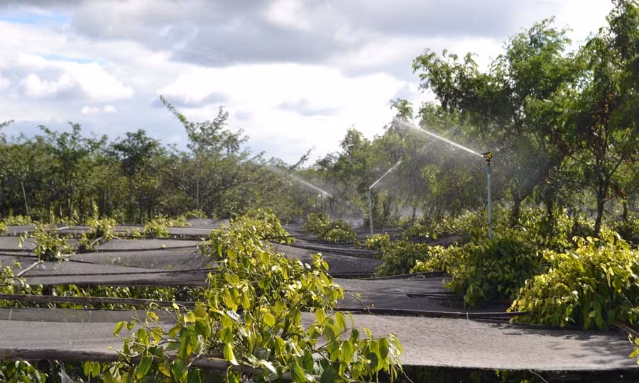  Mô hình tưới nước phun mưa trên cây hồ tiêu. Ảnh: L.N